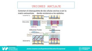 UNIONES ANCLAJE
Conectan el citoesqueleto de dos células vecinas o con la
matriz extracelular, dando resistencia a los epitelios.
 