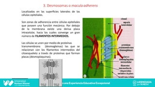 3. Desmosomas o macula adherens
Localizadas en las superﬁcies laterales de las
células epiteliales.
Son zonas de adherencia entre células epiteliales
que poseen una función mecánica. Por debajo
de la membrana existe una densa placa
intracelular, hacia los cuales converge un gran
número de FILAMENTOS INTERMEDIOS.
Las células se unen por medio de proteínas
transmembrana (desmogleinas) las que se
relacionan con los ﬁlamentos intermedios del
citoesqueleto a través de proteínas que forman
placas (desmoplaquinas).
 
