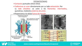 DESMOSOMAS
•Contactos puntuales célula-célula.
• Cadherinas se unen directamente por su lado extracelular. Por
intermedios,
su lado citosólico se unen a los filamentos
queratinas, mediante proteínas de unión.
•Proporciona a la célula fuerza de tracción.
 