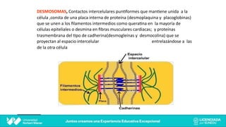 DESMOSOMAS, Contactos intercelulares pun@formes que man@ene unida a la
célula ,consta de una placa interna de proteína (desmoplaquina y placoglobinas)
que se unen a los ﬁlamentos intermedios como quera@na en la mayoría de
células epiteliales o desmina en ﬁbras musculares cardiacas; y proteínas
trasmembrana del @po de cadherina(desmogleinas y desmocolina) que se
proyectan al espacio intercelular entrelazándose a las
de la otra célula
 