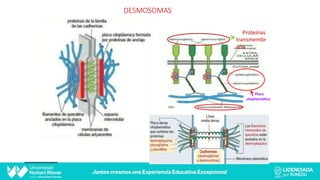 DESMOSOMAS
Proteínas
transmembr
ana
Placa
citoplasmá-ca
 