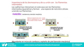 Importancia de los desmosomas y de su unión con los ﬁlamentos
intermedios.
Las cadherinas interactúan en estecaso con los ﬁlamentos
intermedios (quera=na) y forman una especie de red entre células
uniendo sus ﬁlamentos.
Abundante en músculo cardiaco y epitelio de piel (tensión mecánica)
Observe el esquema que ocurre cuando
faltan los desmosomas en un epitelio
que se somete a tensión mecánica.
FUNCIÓN : resistencia a tensión mecánica
 