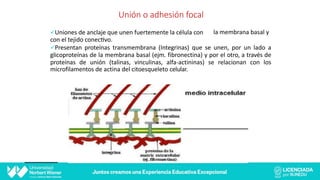 Unión o adhesión focal
la membrana basal y
üUniones de anclaje que unen fuertemente la célula con
con el tejido conec@vo.
üPresentan proteínas transmembrana (Integrinas) que se unen, por un lado a
glicoproteínas de la membrana basal (ejm. fibronectina) y por el otro, a través de
proteínas de unión (talinas, vinculinas, alfa-actininas) se relacionan con los
microfilamentos de actina del citoesqueleto celular.
 