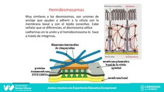 Hemidesmosomas
Muy similares a los desmosomas, son uniones de
anclaje que ayudan a adherir a la célula con la
membrana basal y con el tejido conec@vo. Cabe
señalar que se diferencian, el desmosoma u@liza
cadherinas en la unión y el hemidesmosoma lo hace
a través de integrinas.
 