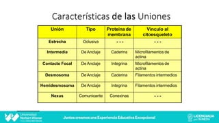Características de las Uniones
Unión Tipo Proteína de
membrana
Vínculo al
citoesqueleto
Estrecha Oclusiva - - - - - -
Intermedia DeAnclaje Caderina Microfilamentos de
actina
Contacto Focal DeAnclaje Integrina Microfilamentos de
actina
Desmosoma DeAnclaje Caderina Filamentos intermedios
Hemidesmosoma DeAnclaje Integrina Filamentos intermedios
Nexus Comunicante Conexinas - - -
 