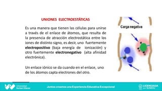 UNIONES ELECTROESTÁTICAS
Es una manera que tienen las células para unirse
a través de el enlace de átomos, que resulta de
la presencia de atracción electrostática entre los
iones de distinto signo, es decir, uno fuertemente
electropositivo (baja energía de ionización) y
otro fuertemente electronegativo (alta afinidad
electrónica).
Un enlace iónico se da cuando en el enlace, uno
de los átomos capta electrones del otro.
 