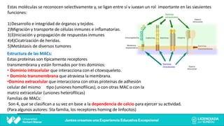 Estas moléculas se reconocen selec@vamente y, se ligan entre sí y juegan un rol importante en las siguientes
funciones:
1)Desarrollo e integridad de órganos y tejidos.
2)Migración y transporte de células inmunes e inﬂamatorias.
3)3)Iniciación y propagación de respuestas inmunes
4)4)Cicatrización de heridas.
5)Metástasis de diversos tumores
Estructura de las MACs:
Estas proteínas son bpicamente receptores
transmembrana y están formados por tres dominios:
• Dominio intracelular que interacciona con el citoesqueleto.
• Dominio transmembrana que atraviesa la membrana.
•Domino extracelular que interacciona con otras proteínas de adhesión
celular del mismo @po (uniones homoclicas), o con otras MAC o con la
matriz extracelular (uniones heteroclicas)
Familias de MACs:
Son 4, que se clasiﬁcan a su vez en base a la dependencia de calcio para ejercer su ac@vidad.
(Para algunos autores: 5ta familia, los receptores homing de linfocitos)
 