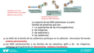 Las MAC de la familia de las cadherinas parAcipan en la adhesión intercelular formando
uniones permanentes.
Las MAC pertenecientes a las familias de las selecAnas, IgSFs y de las integrinas,
parAcipan principalmente en interacciones celulares transitorias.
Aquellas que se unen
especíﬁcamente a otras MAC
idén5cas a ellas mismas
Las que lo hacen con otros
receptores o MAC diferentes.
 
