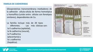 FAMILIA DE CADHERINAS
Glicoproteínas transmembrana mediadores de
la adhesión célula-célula de forma homotípica
u homofílica (unión entre células con fenotipos
similares), dependientes de Ca.
La familia incluye más de 20 tipos
diferentes. Las más clásicas son:
la E-cadherina (epitelial),
la N-cadherina (neural),
la P-cadherina
(placentaria) y
la L-cadherina
(hepática).
 