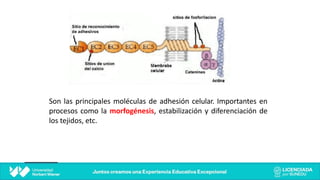 Son las principales moléculas de adhesión celular. Importantes en
procesos como la morfogénesis, estabilización y diferenciación de
los tejidos, etc.
 