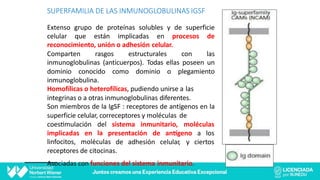 Extenso grupo de proteínas solubles y de superficie
celular que están implicadas en procesos de
reconocimiento, unión o adhesión celular.
Comparten rasgos estructurales con las
inmunoglobulinas (anticuerpos). Todas ellas poseen un
dominio conocido como dominio o plegamiento
inmunoglobulina.
Homofílicas o heterofílicas, pudiendo unirse a las
integrinas o a otras inmunoglobulinas diferentes.
Son miembros de la IgSF : receptores de antígenos en la
superficie celular, correceptores y moléculas de
coesCmulación del sistema inmunitario, moléculas
la presentación de anEgeno a los
implicadas en
linfocitos, moléculas de adhesión celular, y ciertos
receptores de citocinas.
Asociadas con funciones del sistema inmunitario.
SUPERFAMILIA DE LAS INMUNOGLOBULINAS IGSF
 