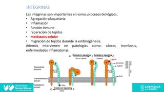 Las integrinas son importantes en varios procesos biológicos:
• Agregación plaquetaria
• Inﬂamación
• función inmune
• reparación de tejidos
• metástasis celular
• migración de tejidos durante la embriogénesis.
Además intervienen en patologías como: cáncer, trombosis,
enfermedades inﬂamatorias.
INTEGRINAS
 