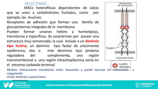 MACs heteroalicas dependientes de calcio
SELECTINAS
que se unen a carbohidratos fusilados, como por
ejemplo, las mucinas.
Receptores de adhesión que forman una familia de
glucoproteinas integrales de la membrana.
Pueden formar uniones hetero y homotípicas,
transitorias y específicas. Se caracterizan por poseer una
estructura muy conservada, la cual incluye a un dominio
tipo lectina, un dominio tipo factor de crecimiento
epidérmico, dos o más dominios tipo proteína
reguladora del complemento, una región
transmembranal y una región intracitoplásmica corta en
el extremo carboxilo terminal.
Median interacciones transitorias entre leucocitos y pared vascular en inflamación y
coagulación
Unión embrión a pared útero
 