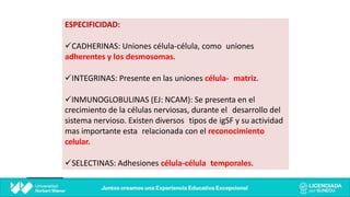 ESPECIFICIDAD:
üCADHERINAS: Uniones célula-célula, como uniones
adherentes y los desmosomas.
üINTEGRINAS: Presente en las uniones célula- matriz.
üINMUNOGLOBULINAS (EJ: NCAM): Se presenta en el
crecimiento de la células nerviosas, durante el desarrollo del
sistema nervioso. Existen diversos tipos de igSF y su actividad
mas importante esta relacionada con el reconocimiento
celular.
üSELECTINAS: Adhesiones célula-célula temporales.
 