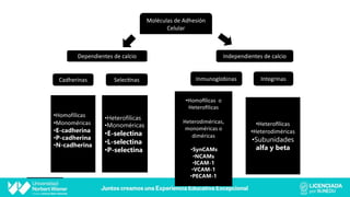 Moléculas de Adhesión
Celular
Dependientes de calcio Independientes de calcio
Cadherinas Selec9nas Inmunoglobinas Integrinas
•Homofílicas
•Monoméricas
•E-cadherina
•P-cadherina
•N-cadherina
•Heterofílicas
•Monoméricas
•E-selectina
•L-selectina
•P-selectina
•HomoOlicas o
HeteroOlicas
Heterodiméricas,
monoméricas o
diméricas
•SynCAMs
•NCAMs
•ICAM-1
•VCAM-1
•PECAM-1
•Hetero@licas
•Heterodiméricas
•Subunidades
alfa y beta
 