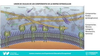 UNION DE CELULAS DE LOS COMPONENTES DE LA MATRIZ EXTRACELULAR
Componentes
fluidos:
(proteoglicanos)
Componentes
fibrosos:
(colageno,
fibronectina,
laminina)
 