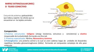 MATRIZ EXTRACELULAR (MEC)
O TEJIDO CONECTIVO
Conjunto de proteínas ypolisacáridos
que rodea y soporta las células que se
encuentran en los tejidos animales.
Composición:
1.Proteínas estructurales: Colágeno (otorga resistencia, estructura y consistencia) y elas*na
(responsable de la elas@cidad), formando una ﬁna red.
2. Proteínas especializadas: ﬁbrilina, ﬁbronec*na y laminina.
3.Proteoglicanos: una proteína central a la cual se unen cadenas largas de unidades de disacáridos
repe@@vos llamados glicosaminoglicanos (GAGs) formando así compuestos complejos de alto peso
molecular
 