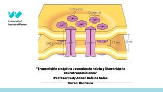 “Transmisión sináptica – canales de calcio y liberación de
neurotransmiciones”
Profesor: Esly Abner Calcina Salas
Curso: Biofísica
11
 