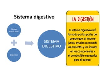 Sistema digestivo
Grupo
estructural
Digestion
SISTEMA
DIGESTIVO
 