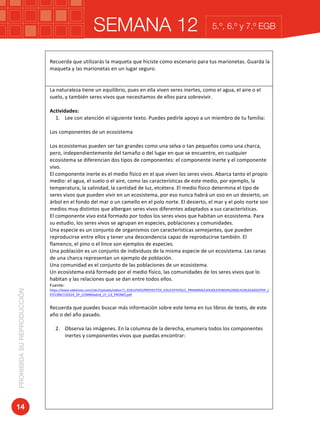 SEMANA 12PROHIBIDASUREPRODUCCIÓN
14
5.º, 6.º y 7.º EGB
	
Recuerda	que	utilizarás	la	maqueta	que	hiciste	como	escenario	para	tus	marionetas.	Guarda	la	
maqueta	y	las	marionetas	en	un	lugar	seguro.	
	
	
La	naturaleza	tiene	un	equilibrio,	pues	en	ella	viven	seres	inertes,	como	el	agua,	el	aire	o	el	
suelo,	y	también	seres	vivos	que	necesitamos	de	ellos	para	sobrevivir.	
	
Actividades:	
1. Lee	con	atención	el	siguiente	texto.	Puedes	pedirle	apoyo	a	un	miembro	de	tu	familia:		
	
Los	componentes	de	un	ecosistema	
	
Los	ecosistemas	pueden	ser	tan	grandes	como	una	selva	o	tan	pequeños	como	una	charca,	
pero,	independientemente	del	tamaño	o	del	lugar	en	que	se	encuentre,	en	cualquier	
ecosistema	se	diferencian	dos	tipos	de	componentes:	el	componente	inerte	y	el	componente	
vivo.	
El	componente	inerte	es	el	medio	físico	en	el	que	viven	los	seres	vivos.	Abarca	tanto	el	propio	
medio:	el	agua,	el	suelo	o	el	aire,	como	las	características	de	este	medio,	por	ejemplo,	la	
temperatura,	la	salinidad,	la	cantidad	de	luz,	etcétera.	El	medio	físico	determina	el	tipo	de	
seres	vivos	que	pueden	vivir	en	un	ecosistema,	por	eso	nunca	habrá	un	oso	en	un	desierto,	un	
árbol	en	el	fondo	del	mar	o	un	camello	en	el	polo	norte.	El	desierto,	el	mar	y	el	polo	norte	son	
medios	muy	distintos	que	albergan	seres	vivos	diferentes	adaptados	a	sus	características.	
El	componente	vivo	está	formado	por	todos	los	seres	vivos	que	habitan	un	ecosistema.	Para	
su	estudio,	los	seres	vivos	se	agrupan	en	especies,	poblaciones	y	comunidades.	
Una	especie	es	un	conjunto	de	organismos	con	características	semejantes,	que	pueden	
reproducirse	entre	ellos	y	tener	una	descendencia	capaz	de	reproducirse	también.	El	
flamenco,	el	pino	o	el	lince	son	ejemplos	de	especies.	
Una	población	es	un	conjunto	de	individuos	de	la	misma	especie	de	un	ecosistema.	Las	ranas	
de	una	charca	representan	un	ejemplo	de	población.	
Una	comunidad	es	el	conjunto	de	las	poblaciones	de	un	ecosistema.	
Un	ecosistema	está	formado	por	el	medio	físico,	las	comunidades	de	los	seres	vivos	que	lo	
habitan	y	las	relaciones	que	se	dan	entre	todos	ellos.	
Fuente:	
https://www.edelvives.com/cdn/Uploads/editor/1_EDELVIVES/PROYECTOS_EDUCATIVOS/2_PRIMARIA/LA%20LEYENDA%20DEL%20LEGADO/PDF_L
P/CCNN/150324_5P_CCNNMadrid_LP_U3_PROMO.pdf	
	
Recuerda	que	puedes	buscar	más	información	sobre	este	tema	en	tus	libros	de	texto,	de	este	
año	o	del	año	pasado.		
	
2. Observa	las	imágenes.	En	la	columna	de	la	derecha,	enumera	todos	los	componentes	
inertes	y	componentes	vivos	que	puedas	encontrar:		
	
	
	
	
	
	
	
	
	
	
 
