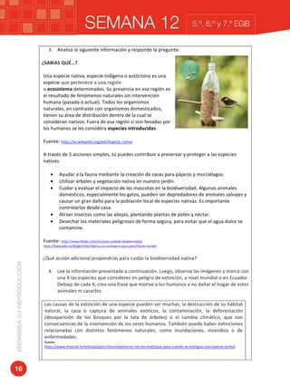 SEMANA 12PROHIBIDASUREPRODUCCIÓN
16
5.º, 6.º y 7.º EGB
3. Analiza	la	siguiente	información	y	responde	la	pregunta:		
	
¿SABIAS	QUÉ…?	
	
Una	especie	nativa,	especie	indígena	o	autóctona	es	una	
especie que	pertenece	a	una	región	
o	ecosistema	determinados.	Su	presencia	en	esa	región	es	
el	resultado	de	fenómenos	naturales	sin	intervención	
humana	(pasada	o	actual).	Todos	los	organismos	
naturales,	en	contraste	con	organismos	domesticados,	
tienen	su	área	de	distribución	dentro	de	la	cual	se	
consideran	nativos.	Fuera	de	esa	región	si	son	llevadas	por	
los	humanos	se	les	considera especies	introducidas.	
	
Fuente:	https://es.wikipedia.org/wiki/Especie_nativa	
	
A	través	de	5	acciones	simples,	tú	puedes	contribuir	a	preservar	y	proteger	a	las	especies	
nativas:		
	
• Ayudar	a	la	fauna	mediante	la	creación	de	casas	para	pájaros	y	murciélagos.	
• Utilizar	árboles	y	vegetación	nativa	en	nuestro	jardín.	
• Cuidar	y	evaluar	el	impacto	de	las	mascotas	en	la	biodiversidad.	Algunos	animales	
domésticos,	especialmente	los	gatos,	pueden	ser	depredadores	de	animales	salvajes	y	
causar	un	gran	daño	para	la	población	local	de	especies	nativas.	Es	importante	
controlarlos	desde	casa.		
• Atraer	insectos	como	las	abejas,	plantando	plantas	de	polen	y	néctar.	
• Desechar	los	materiales	peligrosos	de	forma	segura,	para	evitar	que	el	agua	dulce	se	
contamine.		
	
Fuente:	https://www.lifeder.com/acciones-cuidado-biodiversidad/	
https://babyradio.es/blogfamiliar/fabrica-un-comedero-para-aves/?share=tumblr	
	
	¿Qué	acción	adicional	propondrías	para	cuidar	la	biodiversidad	nativa?		
	
4. Lee	la	información	presentada	a	continuación.	Luego,	observa	las	imágenes	y	marca	con	
una	X	las	especies	que	consideres	en	peligro	de	extinción,	a	nivel	mundial	o	en	Ecuador.	
Debajo	de	cada	X,	crea	una	frase	que	motive	a	los	humanos	a	no	dañar	el	hogar	de	estos	
animales	ni	cazarlos:	
	
Las	causas	de	la	extinción	de	una	especie	pueden	ser	muchas:	la	destrucción	de	su	hábitat	
natural,	 la	 caza	 o	 captura	 de	 animales	 exóticos,	 la	 contaminación,	 la	 deforestación	
(desaparición	 de	 los	 bosques	 por	 la	 tala	 de	 árboles)	 o	 el	 cambio	 climático,	 que	 son	
consecuencias	de	la	intervención	de	los	seres	humanos.	También	puede	haber	extinciones	
relacionadas	 con	 distintos	 fenómenos	 naturales,	 como	 inundaciones,	 incendios	 o	 de	
enfermedades.	
Fuente:		
https://www.misenal.tv/noticias/para-chicos/aventuras-con-los-kratt/que-pasa-cuando-se-extingue-una-especie-animal	
	
	
	
	
	
	
	
 
