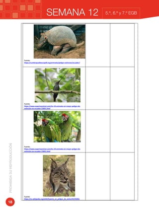 SEMANA 12PROHIBIDASUREPRODUCCIÓN
18
5.º, 6.º y 7.º EGB
	
	
	
	
	
	
	
	
	
	
Fuente:	
https://cumbrepuebloscop20.org/animales/peligro-extincion/ecuador/	
	 	
	
	
	
	
	
	
	
	
	
	
Fuente:	
https://www.expertoanimal.com/los-10-animales-en-mayor-peligro-de-
extincion-en-ecuador-23691.html	
	 	
	
	
	
	
	
	
	
	
	
	
Fuente:	
https://www.expertoanimal.com/los-10-animales-en-mayor-peligro-de-
extincion-en-ecuador-23691.html	
	 	
	
	
	
	
	
	
	
	
	
	
	
	
Fuente:	
https://es.wikipedia.org/wiki/Especie_en_peligro_de_extinci%C3%B3n	
	 	
 