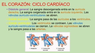EL CORAZÓN: CICLO CARDÍACO
• Diástole general: La sangre desoxigenada entra en la aurícula
derecha. La sangre oxigenada entra en la aurícula izquierda. Las
válvulas auriculo-ventriculares se abren.
• Sístole auricular: La sangre pasa de las aurículas a los ventrículos.
• Sístole ventricular: Los ventrículos se contraen. Las válvulas
aurículo-ventriculares se cierran. La válvulas sigmoideas se abren
y la sangre pasa a las arterias.
 