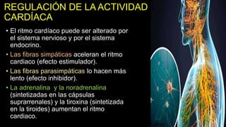 • El ritmo cardíaco puede ser alterado por
el sistema nervioso y por el sistema
endocrino.
• Las fibras simpáticas aceleran el ritmo
cardiaco (efecto estimulador).
• Las fibras parasimpáticas lo hacen más
lento (efecto inhibidor).
• La adrenalina y la noradrenalina
(sintetizadas en las cápsulas
suprarrenales) y la tiroxina (sintetizada
en la tiroides) aumentan el ritmo
cardiaco.
REGULACIÓN DE LA ACTIVIDAD
CARDÍACA
 