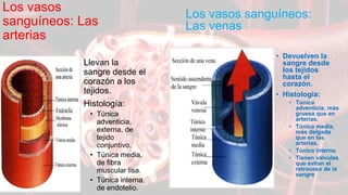 Los vasos
sanguíneos: Las
arterias
• Llevan la
sangre desde el
corazón a los
tejidos.
• Histología:
• Túnica
adventicia,
externa, de
tejido
conjuntivo.
• Túnica media,
de fibra
muscular lisa.
• Túnica interna,
de endotelio.
Los vasos sanguíneos:
Las venas
• Devuelven la
sangre desde
los tejidos
hasta el
corazón.
• Histología:
• Túnica
adventicia, más
gruesa que en
arterias.
• Túnica media,
más delgada
que en las
arterias.
• Túnica interna.
• Tienen válvulas
que evitan el
retroceso de la
sangre
 