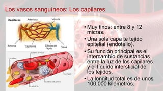 Los vasos sanguíneos: Los capilares
• Muy finos: entre 8 y 12
micras.
• Una sola capa te tejido
epitelial (endotelio).
• Su función principal es el
intercambio de sustancias
entre la luz de los capilares
y el líquido intersticial de
los tejidos.
• La longitud total es de unos
100.000 kilómetros.
 