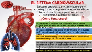 El sistema cardiovascular está compuesto por el
corazón y los vasos sanguíneos, es el responsable de
hacer circular la sangre por el cuerpo para
suministrarle oxígeno y nutrientes.
EL SISTEMA CARDIOVASCULAR
¿Cómo funciona el
corazón?
El corazón es el músculo que bombea la sangre rica en
oxígeno y nutrientes a los tejidos del cuerpo a través de los
vasos de la sangre
El corazón mantiene la sangre en movimiento en el cuerpo
de forma unidireccional, es un circuito cerrado, nada se
pierde.
Los atrios reciben la sangre que vuelve al corazón, los ventrículos
bombean la sangre del corazón hacia fuera.
Las arterias transportan la sangre oxigenada desde el corazón hacia
los tejidos del cuerpo. En los tejidos se extraen los nutrientes y
vuelve a través de las venas. Las venas transportan la sangre de
vuelta al corazón.
El sistema eléctrico del corazón controla la velocidad de los latidos.
 