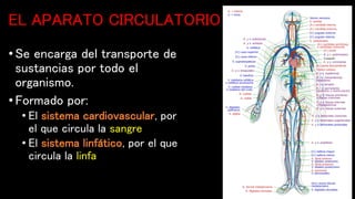 EL APARATO CIRCULATORIO
• Se encarga del transporte de
sustancias por todo el
organismo.
• Formado por:
• El sistema cardiovascular, por
el que circula la sangre
• El sistema linfático, por el que
circula la linfa
 