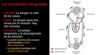 La circulación sanguínea
• Cerrada: La sangre no sale
de los vasos.
• Doble: La sangre pasa dos
veces por el corazón. Hay
dos circuitos.
• Completa: La sangre
oxigenada y la desoxigenada
no se mezclan.
• La parte derecha del corazón
sólo bombea sangre
desoxigenada,
• La izquierda bombea sólo
sangre oxigenada.
 