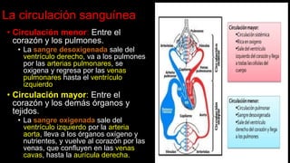 La circulación sanguínea
• Circulación menor: Entre el
corazón y los pulmones.
• La sangre desoxigenada sale del
ventrículo derecho, va a los pulmones
por las arterias pulmonares, se
oxigena y regresa por las venas
pulmonares hasta el ventrículo
izquierdo.
• Circulación mayor: Entre el
corazón y los demás órganos y
tejidos.
• La sangre oxigenada sale del
ventrículo izquierdo por la arteria
aorta, lleva a los órganos oxígeno y
nutrientes, y vuelve al corazón por las
venas, que confluyen en las venas
cavas, hasta la aurícula derecha.
 
