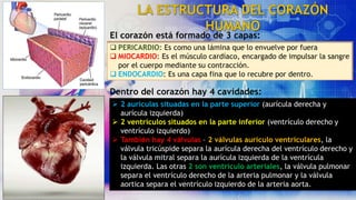 El corazón está formado de 3 capas:
 PERICARDIO: Es como una lámina que lo envuelve por fuera
 MIOCARDIO: Es el músculo cardíaco, encargado de impulsar la sangre
por el cuerpo mediante su contracción.
 ENDOCARDIO: Es una capa fina que lo recubre por dentro.
Dentro del corazón hay 4 cavidades:
 2 aurículas situadas en la parte superior (aurícula derecha y
aurícula izquierda)
 2 ventrículos situados en la parte inferior (ventrículo derecho y
ventrículo izquierdo)
 También hay 4 válvulas – 2 válvulas aurículo ventriculares, la
válvula tricúspide separa la aurícula derecha del ventrículo derecho y
la válvula mitral separa la aurícula izquierda de la ventrícula
izquierda. Las otras 2 son ventrículo arteriales, la válvula pulmonar
separa el ventrículo derecho de la arteria pulmonar y la válvula
aortica separa el ventrículo izquierdo de la arteria aorta.
 