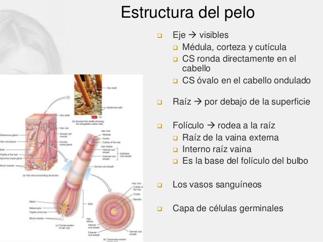 La máscara para la densidad de los cabello de la alheña