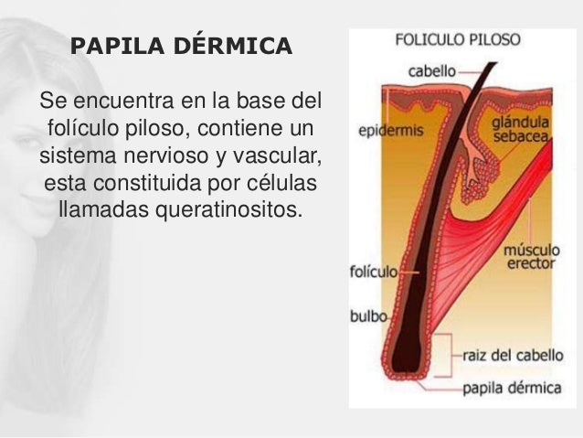 PAPILA DÉRMICASe encuentra en la base del folículo piloso, contiene unsistema nervioso y vascular,esta constituida por cél...