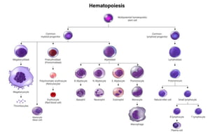 Comprehensive Overview of Hemoglobin Genetics, Types, Metabolism, and ...