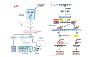 Comprehensive Overview of Hemoglobin Genetics, Types, Metabolism, and ...