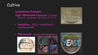 Cultivo
Aislamiento Primario :
Agar Sabouraud Glucosado: Colonias
blancas , cremosas : 24-48 h a 25-37 °C
• Selectivos : ASG + antibiótico +
cicloheximida
• Diferencial : agares cromogénicos .
 