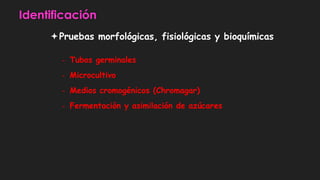 Identificación
Pruebas morfológicas, fisiológicas y bioquímicas
- Tubos germinales
- Microcultivo
- Medios cromogénicos (Chromagar)
- Fermentación y asimilación de azúcares
 