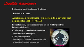 Candida dubliniensis
Inicialmente identificada como C. albicans
Sullivan et al, 1995
Asociada con colonización e infección de la cavidad oral
de pacientes VIH (+ ) / SIDA
Recientemente, infecciones sistémicas en VIH (+) u otras
inmunodeficiencias .
C. albicans y C. dubliniensis comparten
caracteristicas fenotípicas.
* Tubo germinal positivo
* ChromAgar : C. albicans : colonia verde claro,
C dubliniensis : colonia verde oscura
 