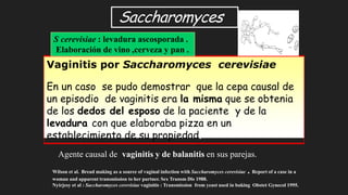 S cerevisiae : levadura ascosporada .
Elaboración de vino ,cerveza y pan .
Vaginitis por Saccharomyces cerevisiae
En un caso se pudo demostrar que la cepa causal de
un episodio de vaginitis era la misma que se obtenia
de los dedos del esposo de la paciente y de la
levadura con que elaboraba pizza en un
establecimiento de su propiedad.
Agente causal de vaginitis y de balanitis en sus parejas.
Wilson et al. Bread making as a source of vaginal infection with Saccharomyces cerevisiae . Report of a case in a
woman and apparent transmission to her partner. Sex Transm Dis 1988.
Nyirjesy et al : Saccharomyces cerevisiae vaginitis : Transmission from yeast used in baking Obstet Gynecol 1995.
Saccharomyces
 