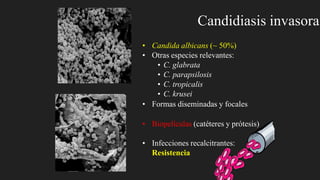 Candidiasis invasora
• Candida albicans (~ 50%)
• Otras especies relevantes:
• C. glabrata
• C. parapsilosis
• C. tropicalis
• C. krusei
• Formas diseminadas y focales
• Biopelículas (catéteres y prótesis)
• Infecciones recalcitrantes:
Resistencia
 