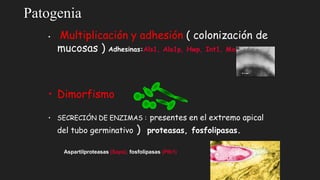 Patogenia
• Multiplicación y adhesión ( colonización de
mucosas ) Adhesinas:Als1, Ala1p, Hwp, Int1, Mnt1p
• Dimorfismo
• SECRECIÓN DE ENZIMAS : presentes en el extremo apical
del tubo germinativo ) proteasas, fosfolipasas.
Aspartilproteasas (Saps), fosfolipasas (Plb1)
 