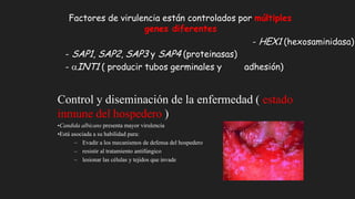 Factores de virulencia están controlados por múltiples
genes diferentes
- HEX1 (hexosaminidasa)
- SAP1, SAP2, SAP3 y SAP4 (proteinasas)
- INT1 ( producir tubos germinales y adhesión)
Control y diseminación de la enfermedad ( estado
inmune del hospedero )
•Candida albicans presenta mayor virulencia
•Está asociada a su habilidad para:
– Evadir a los mecanismos de defensa del hospedero
– resistir al tratamiento antifúngico
– lesionar las células y tejidos que invade
 