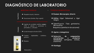 DIAGNÓSTICO DE LABORATORIO
• MUESTRAS CLÍNICAS: • TÉCNICAS DIAGNÓSTICAS:
 Raspados de piel y fanéreos
 Secreciones (heridas, flujo vaginal)
 Líquidos de cavidades estériles (sangre,
LCR, L. pleural, L. peritoneal, L.
pericárdico, L. articular)
 Lavado bronquio-alveolar (LBA)
 Cuerpos implantables (catéteres,
prótesis)
 Biopsias
 Examen Microscópico directo
 Cultivo (Agar Sabouraud y Agar
Sangre
 Identificación :Tubo germinativo,
Microcultivo
Bioquímica (asimilación de azúcares)
 Agares cromogénicos
 Detección de componentes
estructurales y productos
metabólicos (antígenos, enolasa,
arabinitol)
 Histología
Superficiales
Profundas
Hemocultivo
 