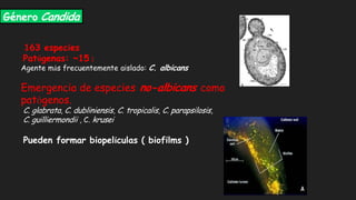 Género Candida
163 especies
Patógenas: ~15 :
Agente más frecuentemente aislado: C. albicans
Emergencia de especies no-albicans como
patógenos.
C. glabrata, C. dubliniensis, C. tropicalis, C. parapsilosis,
C. guilliermondii , C. krusei
Pueden formar biopelículas ( biofilms )
 