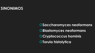 SINONIMOS
Saccharomyces neoformans
Blastomyces neoformans
Cryptococcus hominis
Torula histolytica
 