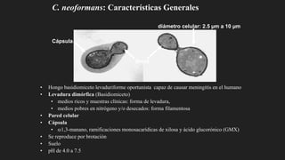 C. neoformans: Características Generales
Cápsula
diámetro celular: 2.5 µm a 10 µm
Brote
• Hongo basidiomiceto levaduriforme oportunista capaz de causar meningitis en el humano
• Levadura dimórfica (Basidiomiceto)
• medios ricos y muestras clínicas: forma de levadura,
• medios pobres en nitrógeno y/o desecados: forma filamentosa
• Pared celular
• Cápsula
• 1,3-manano, ramificaciones monosacarídicas de xilosa y ácido glucorónico (GMX)
• Se reproduce por brotación
• Suelo
• pH de 4.0 a 7.5
 